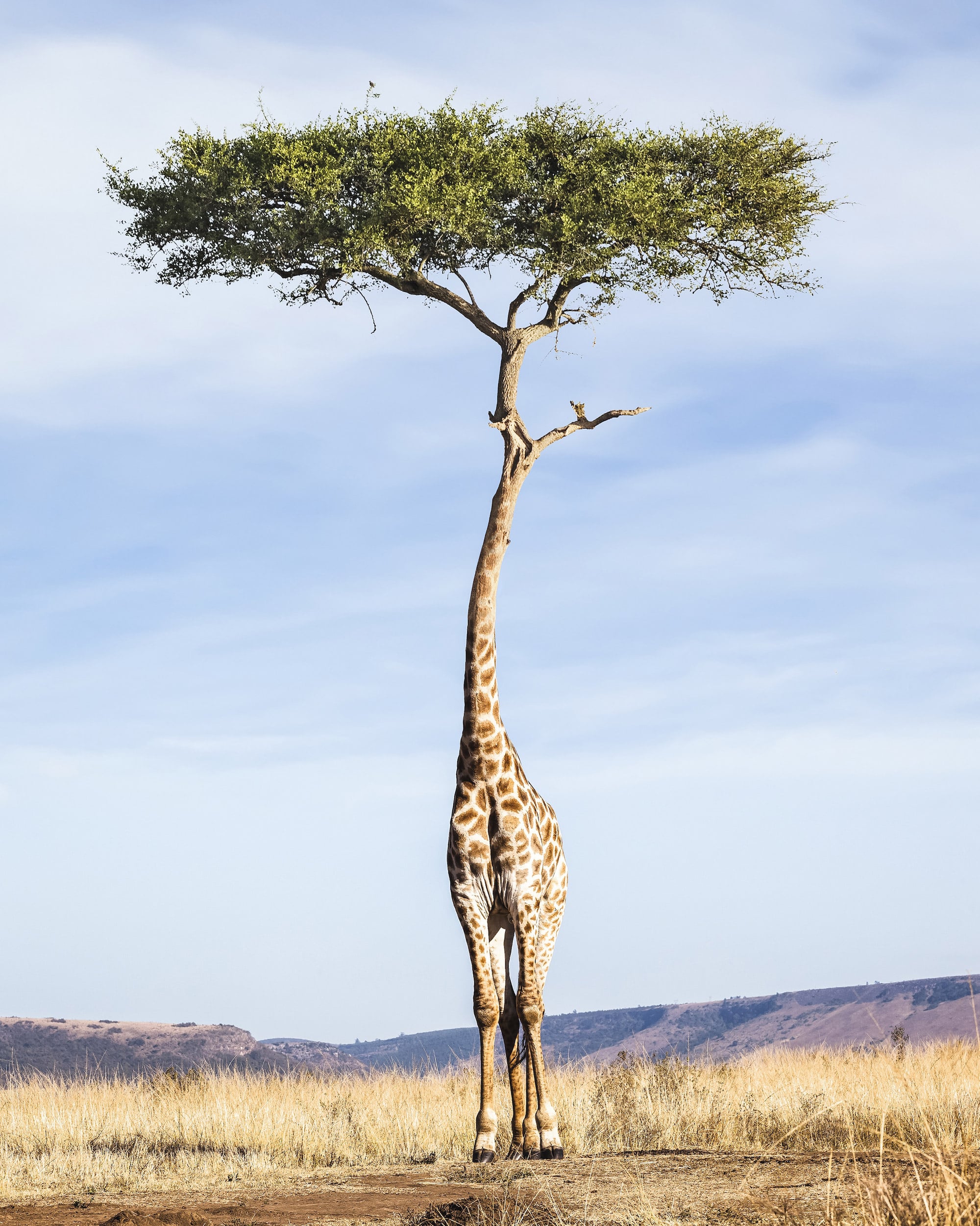 Justin Peters Fantastical Landscapes and Creatures